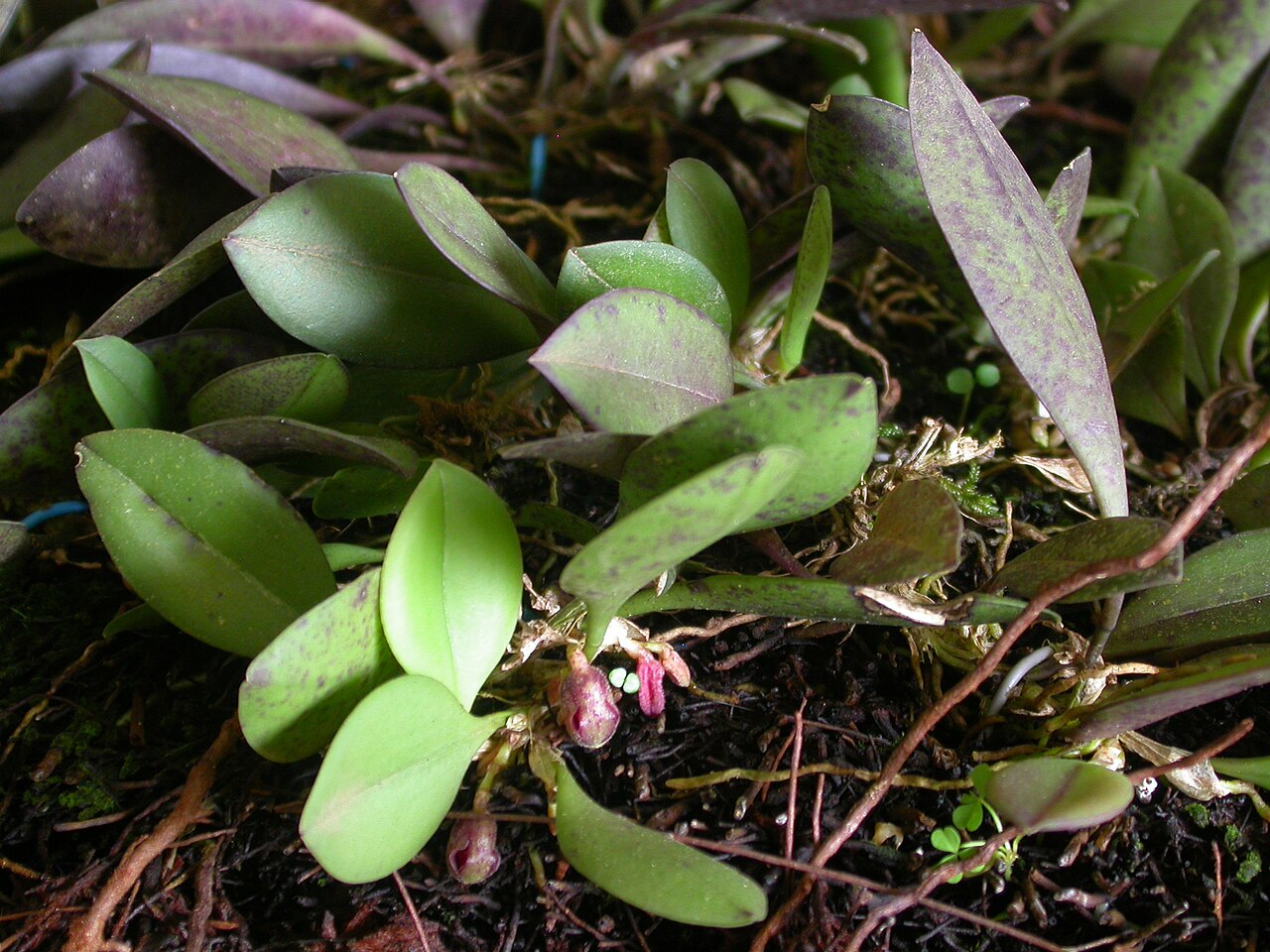 Acianthera cryptantha: Cryptophoranthus cryptanthus