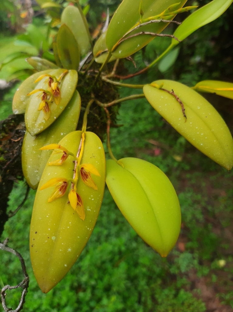Acianthera ellipsophylla (Acianthera ellipsophylla)