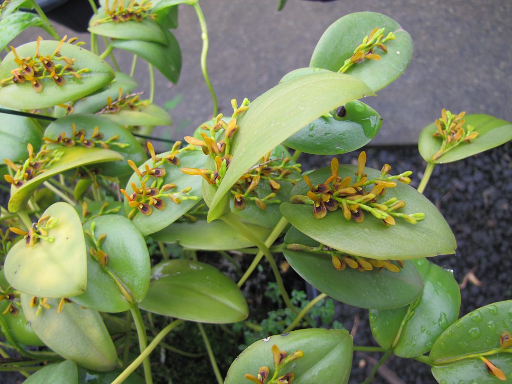 Acianthera exarticulata: Blooming 25/jan/2013 - in Piracicaba, São Paulo, Brazil