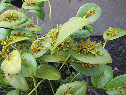 Acianthera exarticulata: Blooming 25/jan/2013 - in Piracicaba, São Paulo, Brazil