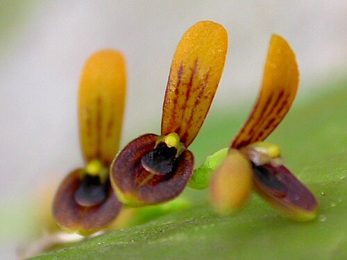 Acianthera exarticulata: Blooming 25/jan/2013 - in Piracicaba, São Paulo, Brazil