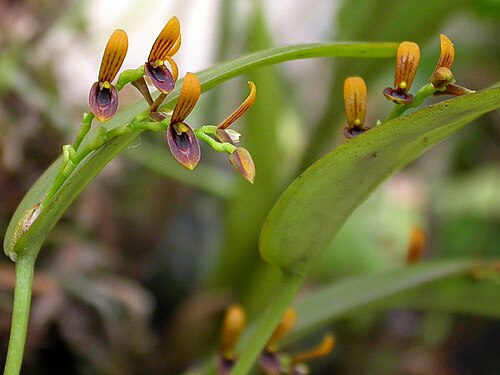 Acianthera exarticulata: Blooming 25/jan/2013 - in Piracicaba, São Paulo, Brazil