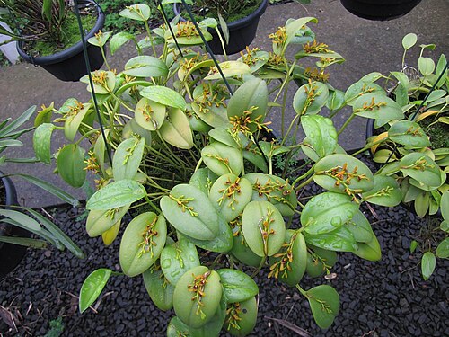 Acianthera exarticulata: Blooming 25/jan/2013 - in Piracicaba, São Paulo, Brazil