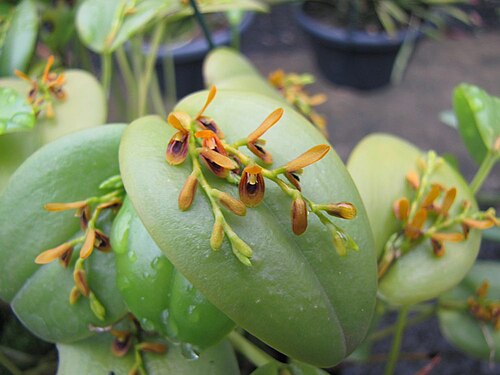 Acianthera exarticulata: Blooming 25/jan/2013 - in Piracicaba, São Paulo, Brazil