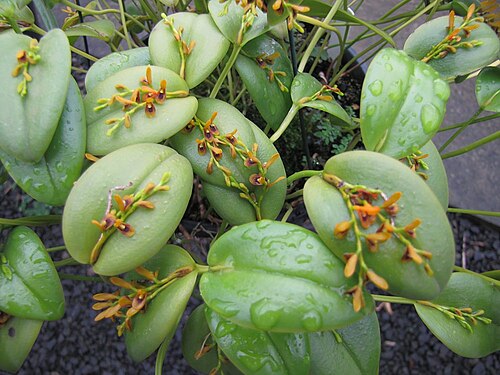 Acianthera exarticulata: Blooming 25/jan/2013 - in Piracicaba, São Paulo, Brazil