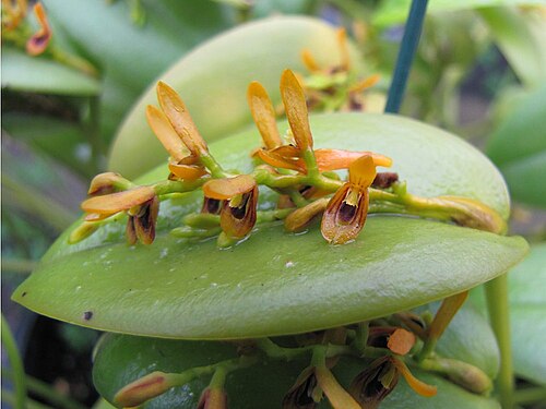 Acianthera exarticulata: Blooming 25/jan/2013 - in Piracicaba, São Paulo, Brazil