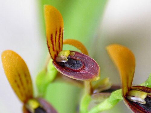 Acianthera exarticulata: Blooming 25/jan/2013 - in Piracicaba, São Paulo, Brazil