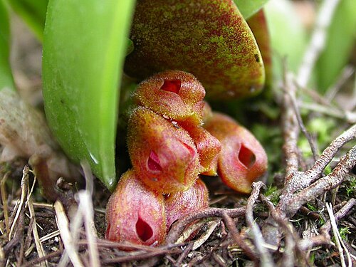 Acianthera fenestrata: Cryptophoranthus fenestratus