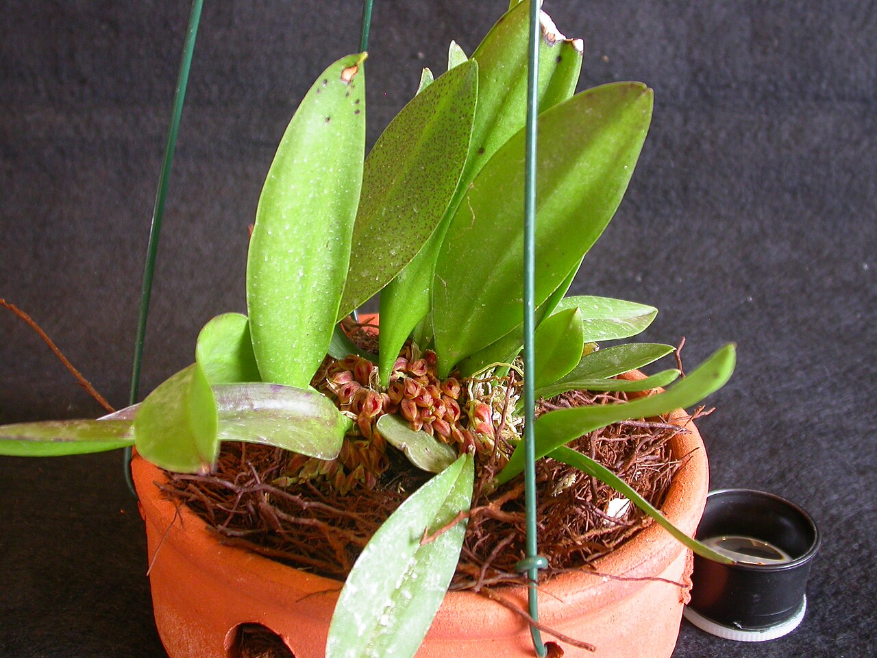 Acianthera fenestrata: Cryptophoranthus fenestratus