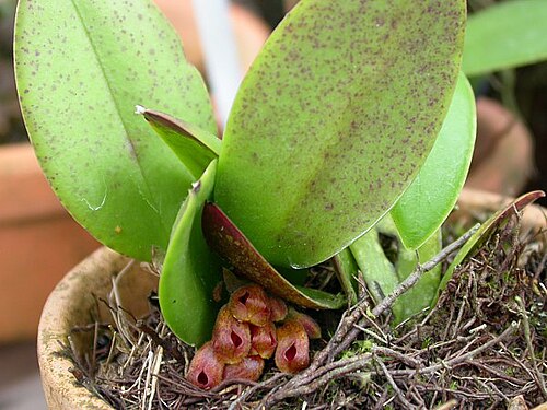 Acianthera fenestrata: Cryptophoranthus fenestratus