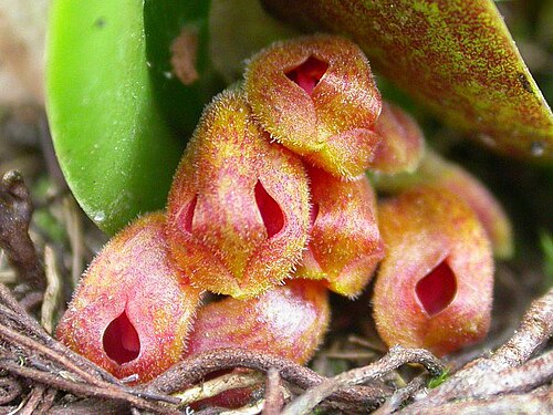Acianthera fenestrata: Cryptophoranthus fenestratus