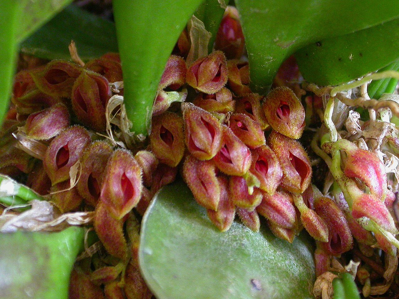 Acianthera fenestrata: Cryptophoranthus fenestratus