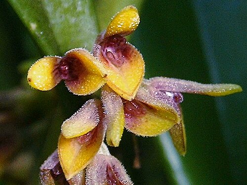 Acianthera foetens: Synonym of Acianthera foetens photos by Americo Docha Neto & Dalton Holland Baptista for Orchidstudium