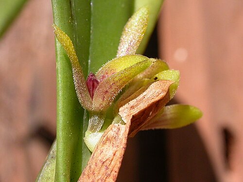 Acianthera foetens: Synonym of Acianthera foetens photos by Americo Docha Neto & Dalton Holland Baptista for Orchidstudium