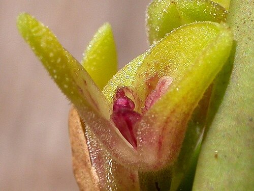 Acianthera foetens: Synonym of Acianthera foetens photos by Americo Docha Neto & Dalton Holland Baptista for Orchidstudium