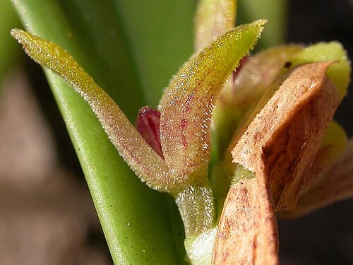 Acianthera foetens: Synonym of Acianthera foetens photos by Americo Docha Neto & Dalton Holland Baptista for Orchidstudium