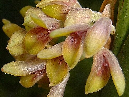 Acianthera foetens: Synonym of Acianthera foetens photos by Americo Docha Neto & Dalton Holland Baptista for Orchidstudium
