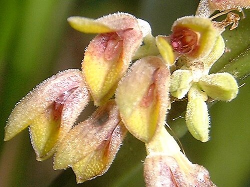 Acianthera foetens: Synonym of Acianthera foetens photos by Americo Docha Neto & Dalton Holland Baptista for Orchidstudium