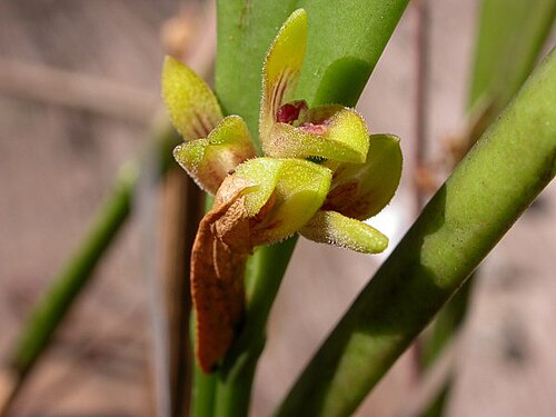 Acianthera foetens: Synonym of Acianthera foetens photos by Americo Docha Neto & Dalton Holland Baptista for Orchidstudium