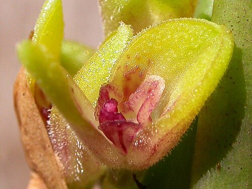 Acianthera foetens: Acianthera ophiantha