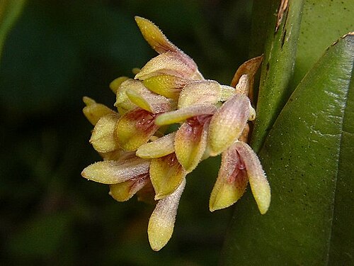 Acianthera foetens: Synonym of Acianthera foetens photos by Americo Docha Neto & Dalton Holland Baptista for Orchidstudium