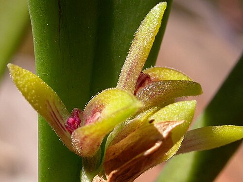 Acianthera foetens: Synonym of Acianthera foetens photos by Americo Docha Neto & Dalton Holland Baptista for Orchidstudium