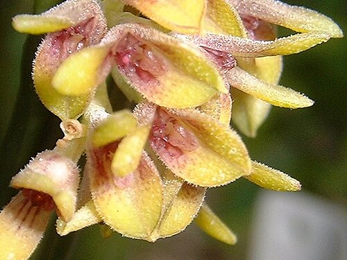 Acianthera foetens: Synonym of Acianthera foetens photos by Americo Docha Neto & Dalton Holland Baptista for Orchidstudium