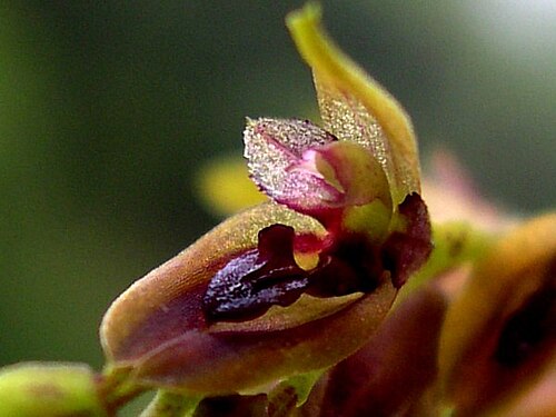 Acianthera freyi: Arthrosia freyi