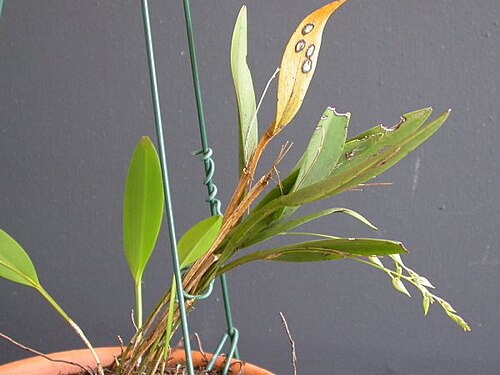 Acianthera gracilis: Acianthera gracilis