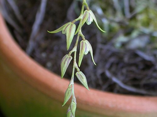 Acianthera gracilis: Acianthera gracilis