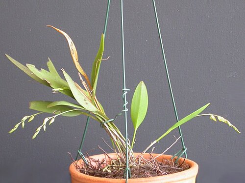 Acianthera gracilis: Acianthera gracilis