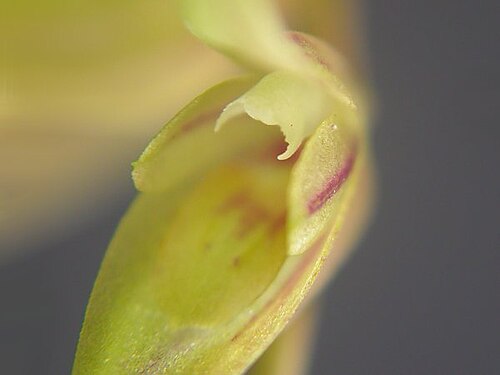 Acianthera gracilis: Acianthera gracilis