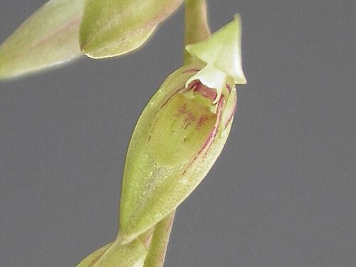 Acianthera gracilis: Acianthera gracilis
