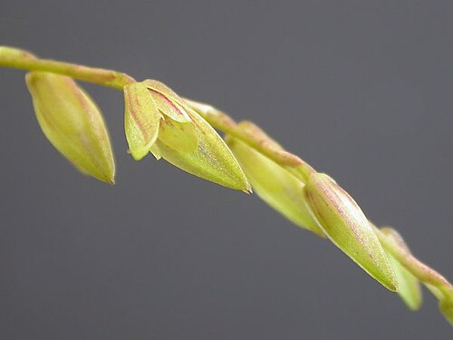 Acianthera gracilis: Acianthera gracilis