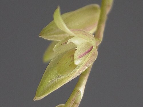Acianthera gracilis: Arthrosia gracilis ined.(Pleurothallis gracillis Barb.Rodr.), So far no one has published this combination. I suppose, provided this genus stands, here should i