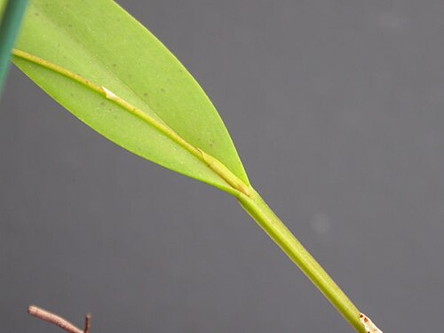 Acianthera gracilis: Acianthera gracilis