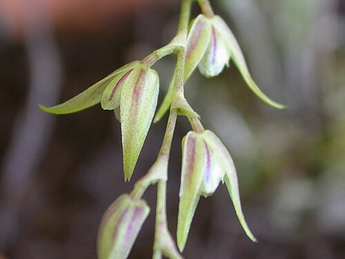 Acianthera gracilis: Acianthera gracilis