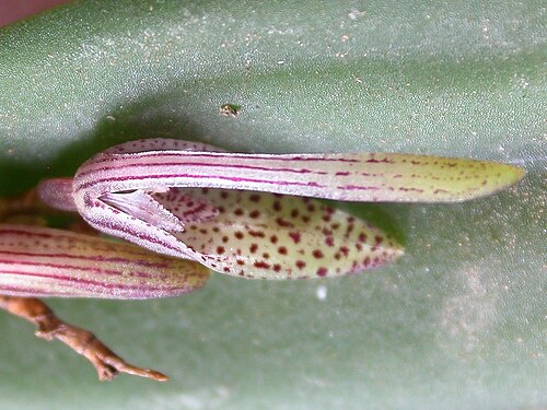 Acianthera gracilisepala: Acianthera gracilisepala
