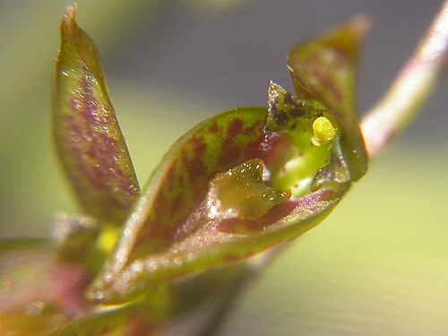 Acianthera hatschbachii: Pleurobotryum hatschbachii