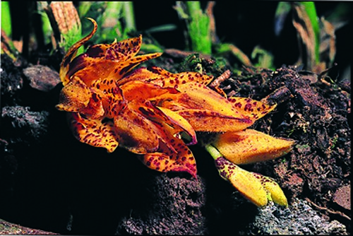 Acianthera herrerae: Brenesia herrerae