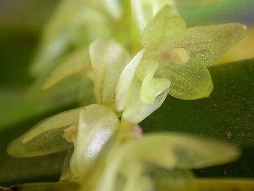 Acianthera hygrophila: Arthrosia hygrophila
