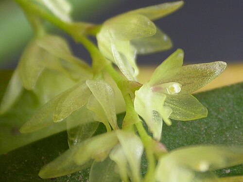 Acianthera hygrophila: Acianthera hygrophila