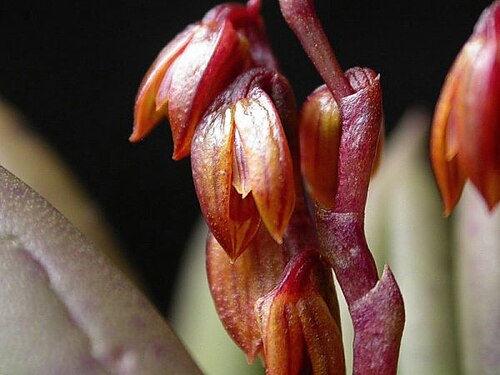 Acianthera johannensis: Acianthera johannensis
