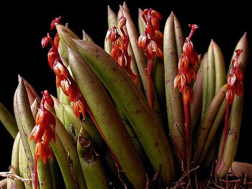 Acianthera johannensis: Acianthera johannensis