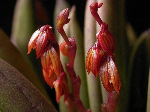 Acianthera johannensis: Acianthera johannensis