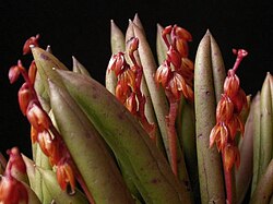 Acianthera johannensis: Acianthera johannensis