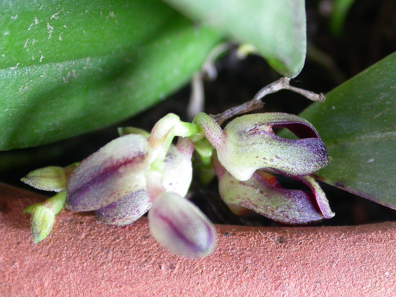 Acianthera jordanensis: Cryptophoranthus jordanensis