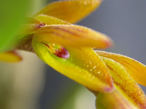 Acianthera klotzschiana: Acianthera klotzschiana