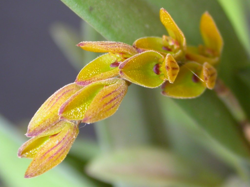 Acianthera klotzschiana: Acianthera klotzschiana
