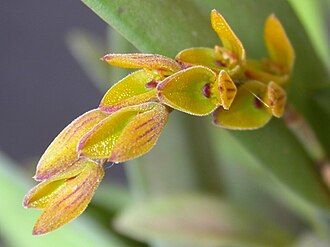Acianthera klotzschiana: Acianthera klotzschiana